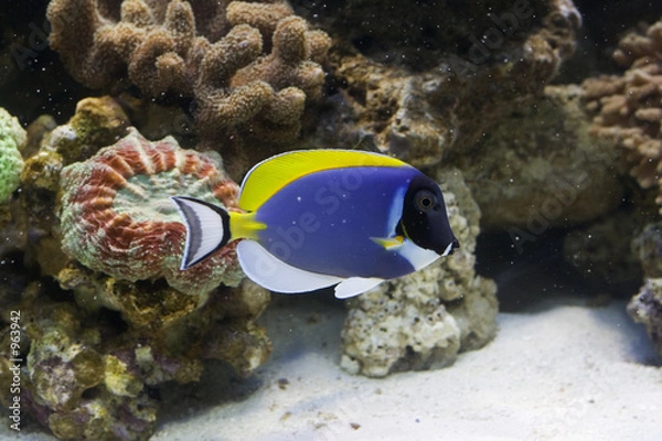 Obraz fish chaetodon