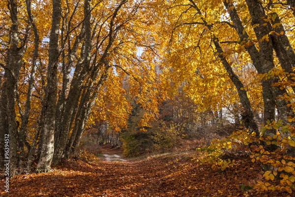 Obraz Sentiero nella foresta in autunno. Tappeto di foglie rosse