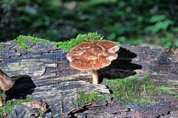 Obraz Funghi in the forrest