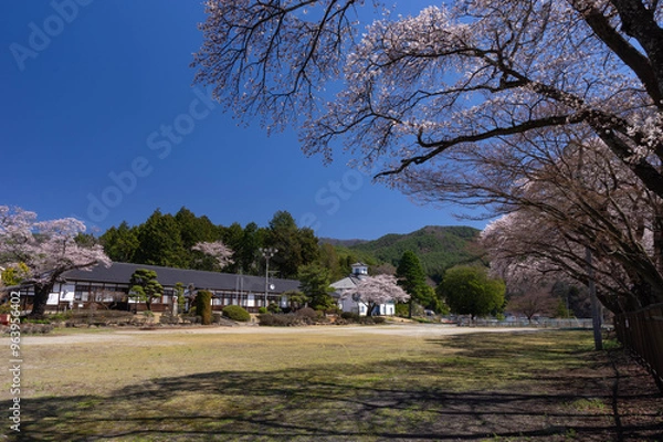 Obraz 「三代校舎ふれあいの里」を彩る満開のソメイヨシノ