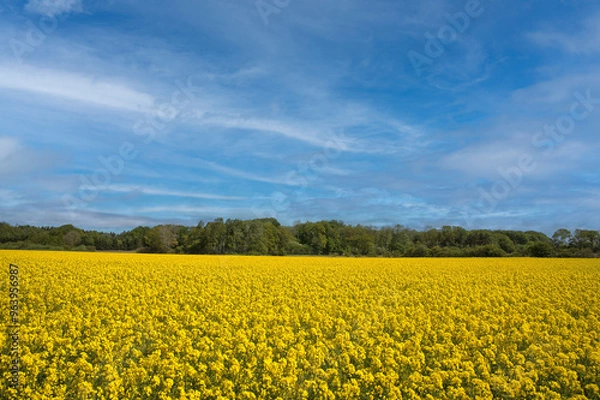Obraz yellow rapeseed field