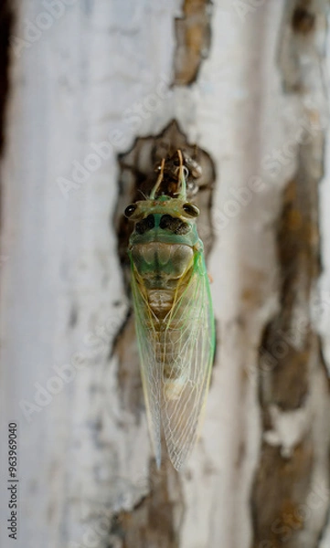 Fototapeta Adult Giant Cicada of the species Quesada gigas in the process of ecdysis in which the cicada evolves to the adult stage abandoning the old exoskeleton that is now called exuvia a process of metamorph