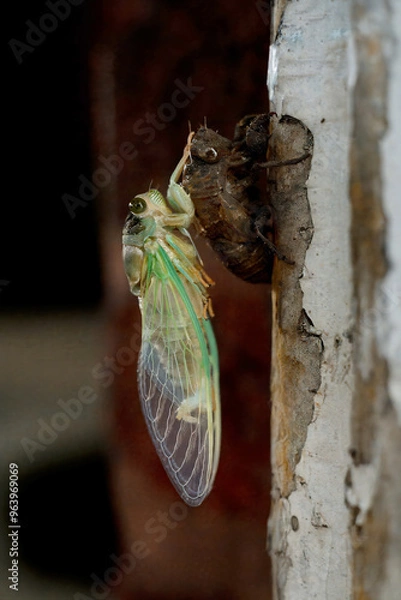 Fototapeta Adult Giant Cicada of the species Quesada gigas in the process of ecdysis in which the cicada evolves to the adult stage abandoning the old exoskeleton that is now called exuvia a process of metamorph