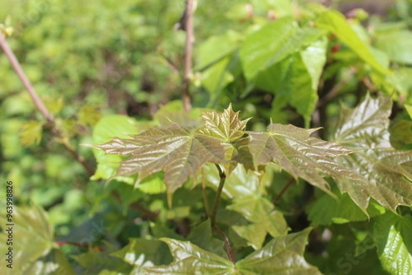 Obraz maple leaves on a branch fresh close-up in spring 
