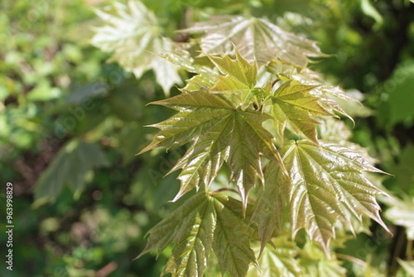 Obraz maple leaves on a branch fresh close-up in spring 