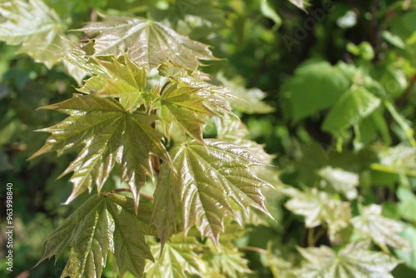 Obraz maple leaves on a branch fresh close-up in spring 