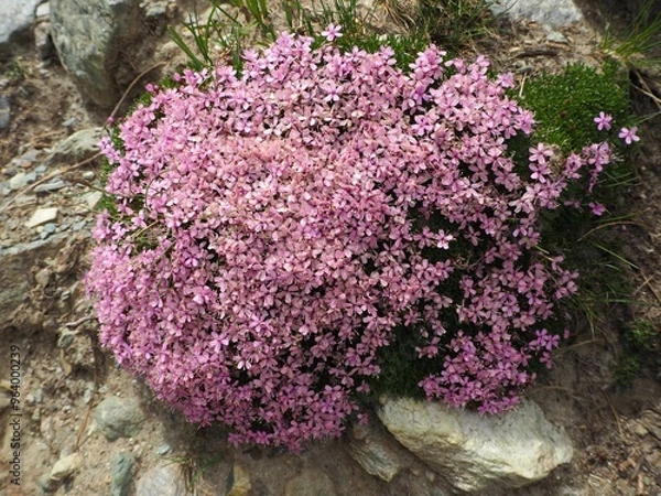 Fototapeta OLYMPUS DIGITAL CAMERA