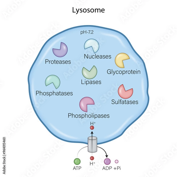 Obraz Visualizing Lysosome Contents: A Colorful Guide to Cellular Processes