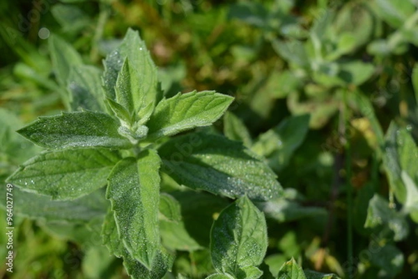 Fototapeta Fresh green aromatic mint growing in a stem. Mint leaves on a sunny morning with drops of dew. Mint leaves growing on a green garden background. Fresh drinks