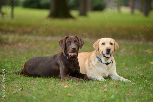 Obraz Two labradors in the park