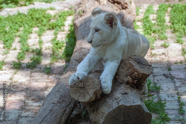 Obraz Lion cub resting
