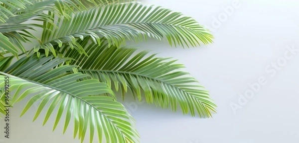 Fototapeta Tropical Palm Leaves Isolated on White Backdrop