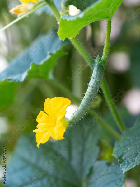 Fototapeta キュウリの雌花