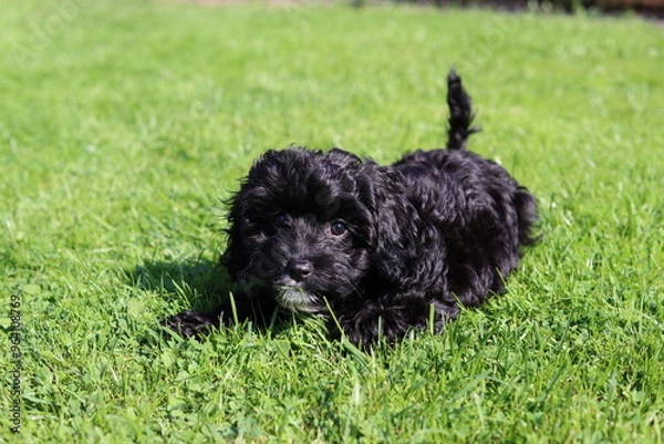 Obraz black and white dog