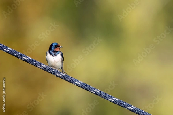 Fototapeta Barn Swallow Sitting on a Rope