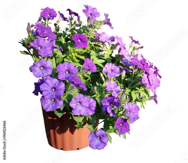 Obraz Isolated purple Petunia in brown pot, transparent background.