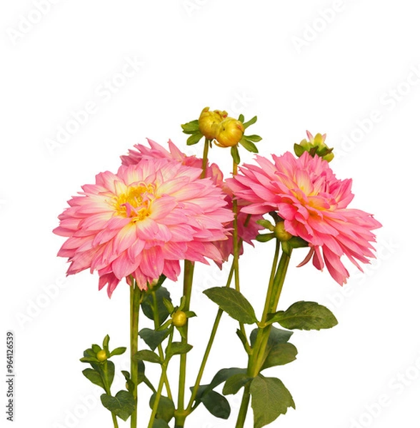 Obraz Isolated pink Dahlia flower on transparent background. Young buds and full bloom flowers with green leaves.