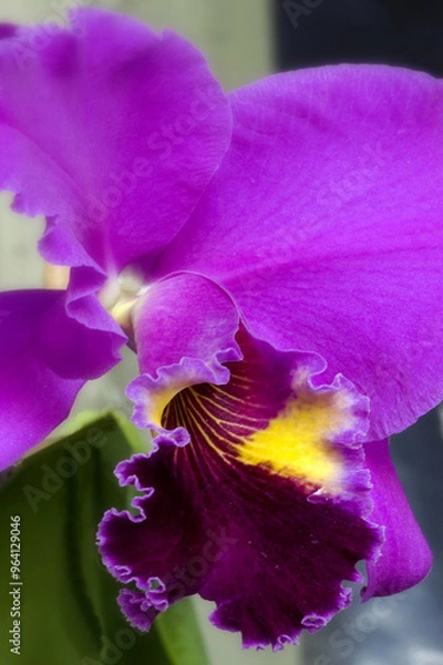 Obraz Orquidea Catteya mossiae