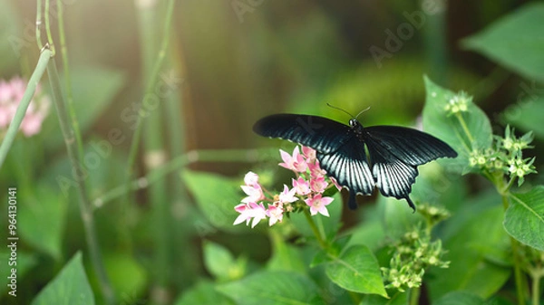 Fototapeta Papilio memnon butterfly on pink flower. Close up image with selective focus and copy space