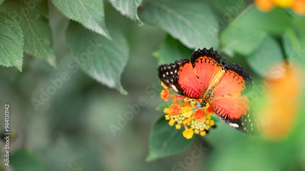 Fototapeta Top view of Cethosia biblis butterfly on orange lantana flower. Image with selective focus and copy space