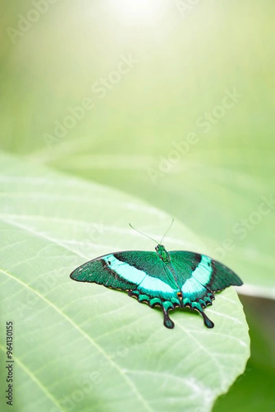 Fototapeta Close up of papilio palinurus on green leaf. Vertical image with copy space