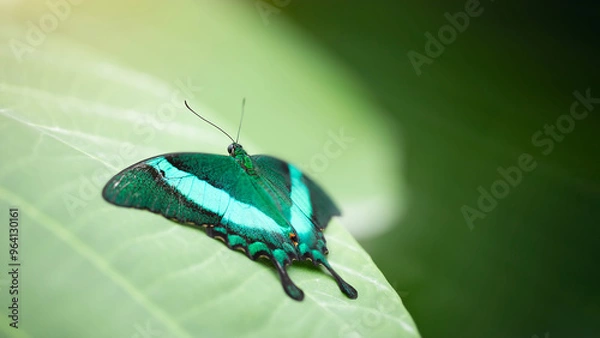 Fototapeta Close up of papilio palinurus on green leaf. Image with selected focus and negative space for your text