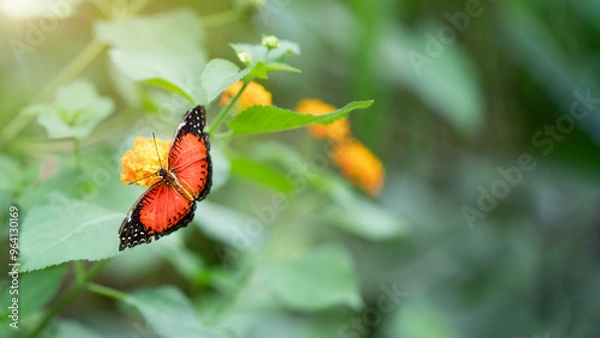 Fototapeta Top view of Cethosia biblis butterfly. Image with selective focus and copy space