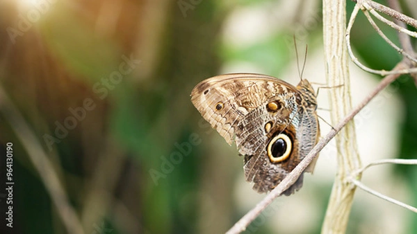 Fototapeta Close up with selective focus on the wing of Caligo eurilochus butterfly