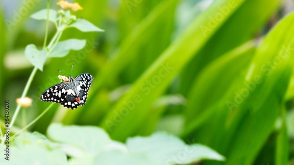 Fototapeta Papilio demodocus butterfly between green leaves. Image with selective focus