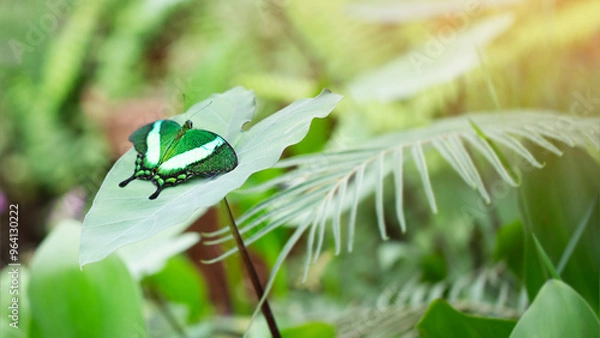 Fototapeta Side view of papilio palinurus butterfly on green leaf. Image with selective focus with blured copy space