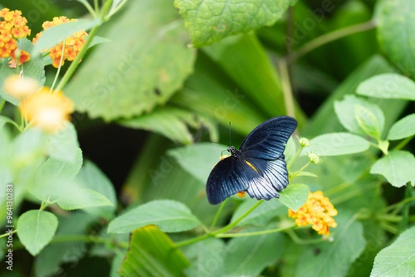 Fototapeta Papilio memnon butterfly on yellow lantana bush. Close up image with selective focus and copy space
