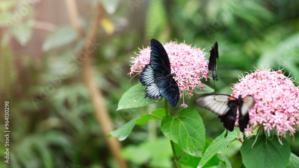 Fototapeta Group of papilio memnon butterflies on pentas flower. Close up image with selective focus