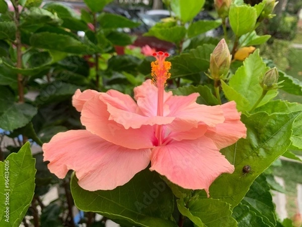 Obraz Flor de Cayena rosada