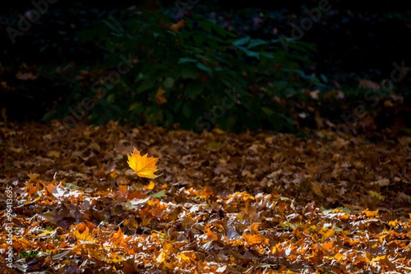 Obraz Autumn leaf fall
Multi-colored autumn leaves of a maple on a grass