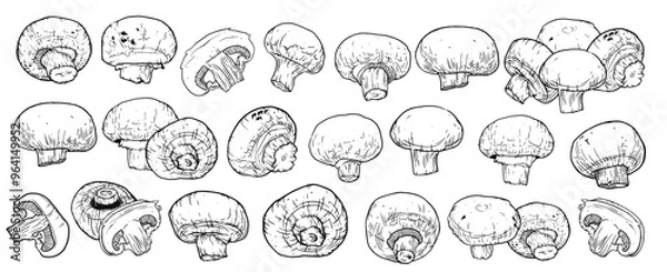 Fototapeta Mushrooms champignon hand drawn set