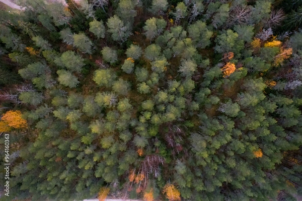 Obraz Autumn Forest From Above