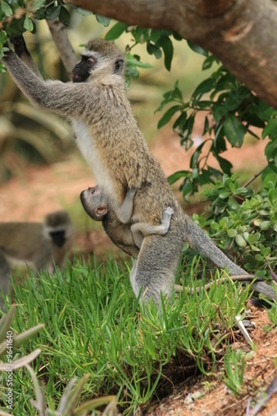 Fototapeta monkey with a baby