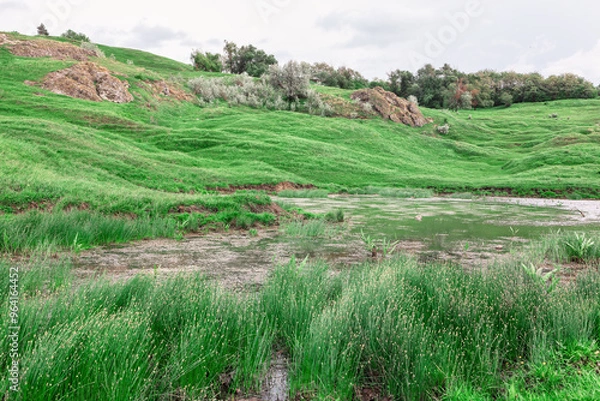 Fototapeta Grassy field with a pond in the middle. The pond is surrounded by tall grass and rocks