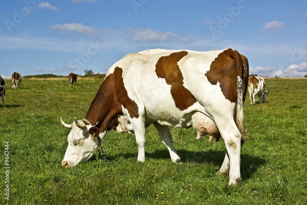 Obraz Vache