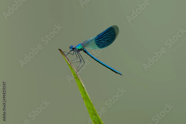 Obraz Banded Demoiselle, Calopteryx splendens, resting on lanceolate leaf against evenly blurred background