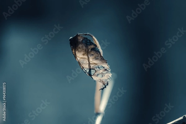 Fototapeta Macro close-up photo of an old tree leaf with the sun shining on it, on a blue blurred background.