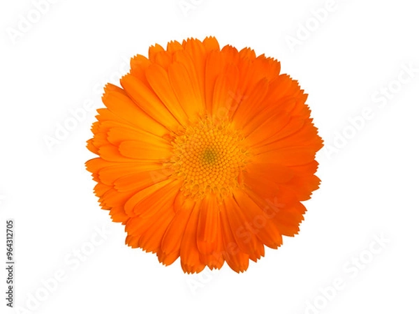 Obraz オレンジ色のキンセンカの花