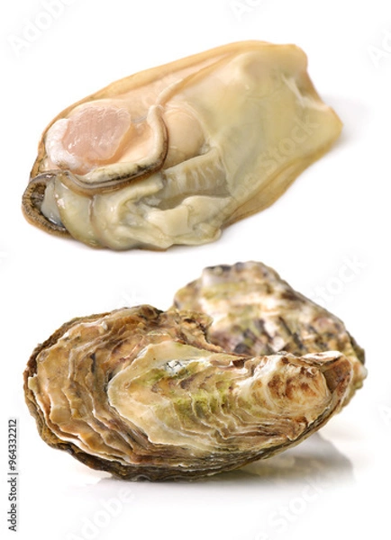Obraz Fresh oyster on white background