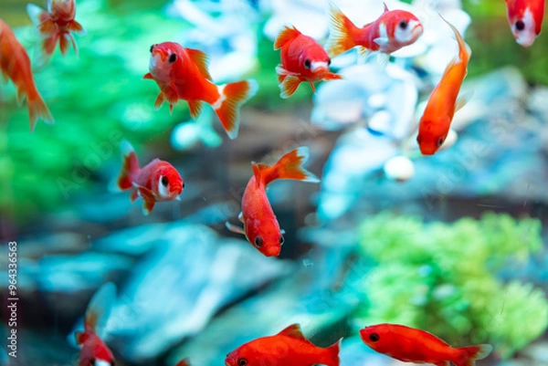 Obraz 金魚の群れ