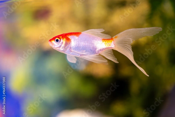 Obraz 水槽の中を泳ぐ金魚