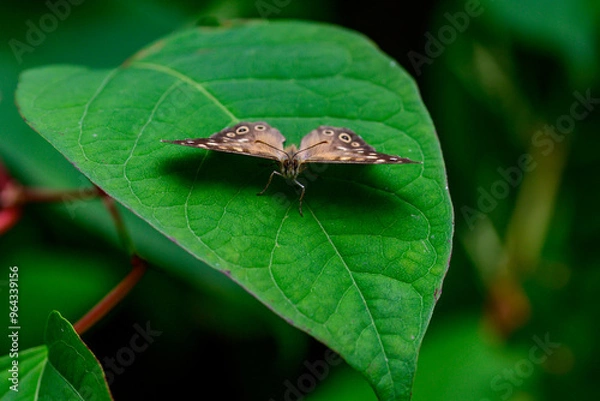 Fototapeta Brown butterfly with open wings on a bright green tree leaf with a blurred background. Butterfly species: Speckled Wood (Pararge aegeria) is a butterfly from the subfamily Satyrinae (sand eyes).