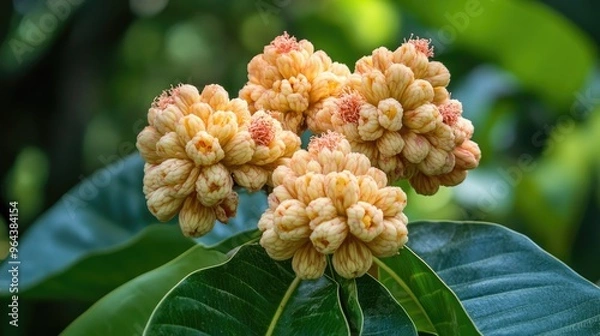 Fototapeta Shorea robusta flowers, garden. Generative AI