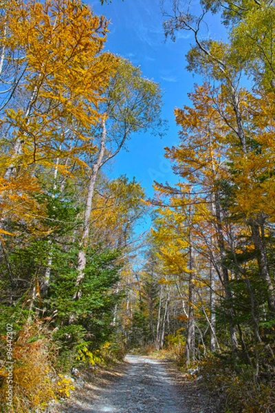 Fototapeta 秋の上高地　明神・横尾間の登山道
