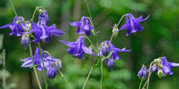 Fototapeta Ancolie commune - Aquilegia vulgaris