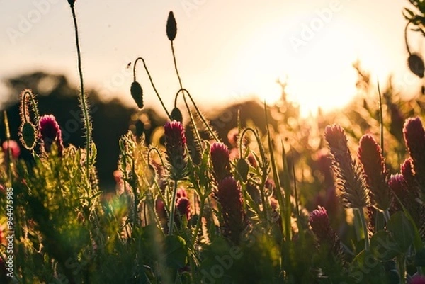 Obraz Flowers by sunset 